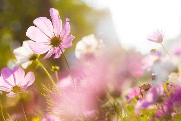 Image showing Chamomile in purple 