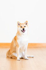 Image showing Japanese Shiba Inu dog