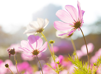 Image showing Flower face the sunlight