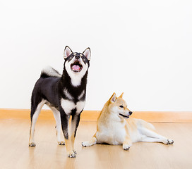 Image showing Two shiba inu dog at home
