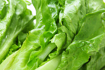 Image showing Lettuce texture