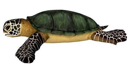 Image showing Sea Turtle