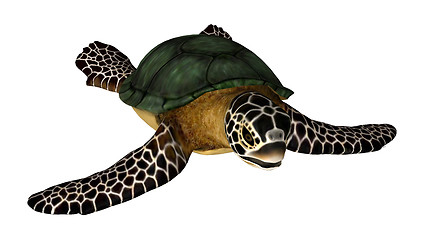 Image showing Sea Turtle