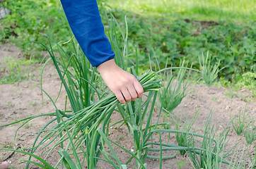 Image showing woman hands pick green natural onion in garden  