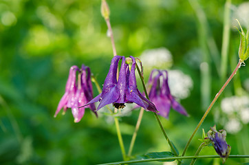 Image showing small bell-shaped purple wild dewy meadow flower 