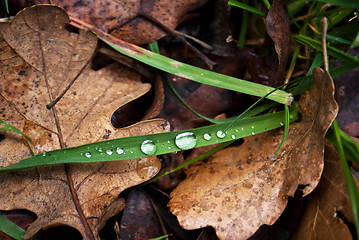 Image showing Fallen autumn leaves