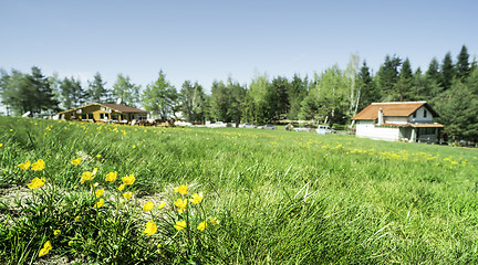 Image showing Green meadow with flowers