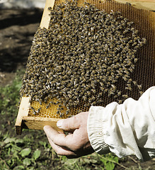 Image showing Close up honeycombs