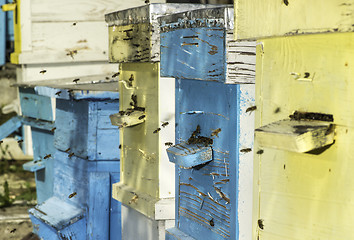 Image showing Swarm of bees fly to beehive