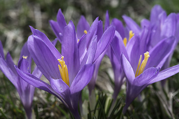 Image showing Blue crocus