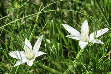 Image showing White flower and green meadow