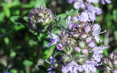 Image showing Flower thyme in the nature