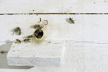 Image showing Bees entering the hive