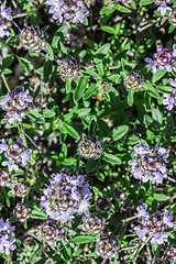 Image showing Flower thyme in the nature