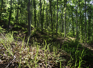 Image showing Sun light between the trees