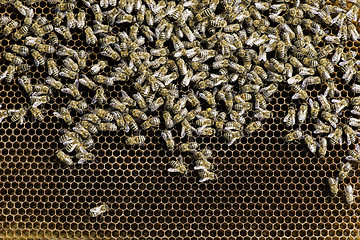 Image showing Close up honeycombs