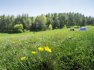 Image showing Green meadow in a forest and tent