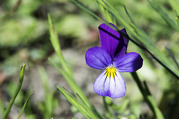 Image showing Violet flower and green leaves