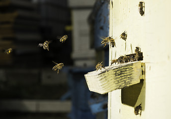 Image showing Bees entering the hive