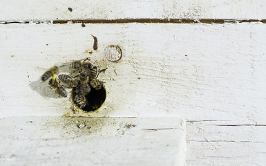 Image showing Bees entering the hive