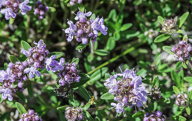 Image showing Flower thyme in the nature