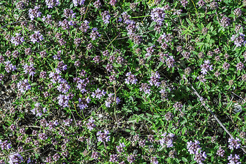 Image showing Flower thyme in the nature