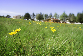 Image showing Green meadow with flowers