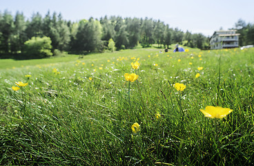 Image showing Green meadow with flowers