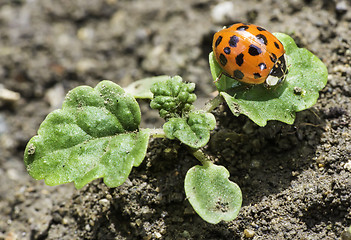 Image showing Ladybug on a leaf