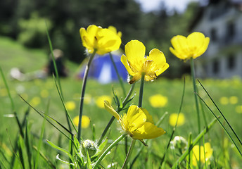 Image showing Green meadow in a forest and tent