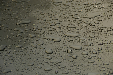 Image showing Rain Drops