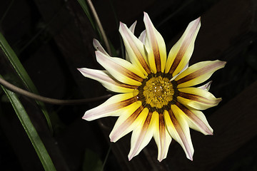 Image showing Red,white and yellow flower