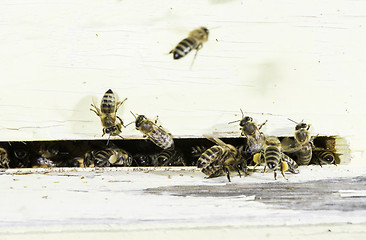 Image showing Bees entering the hive