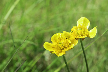 Image showing Yellow flower and green meadow