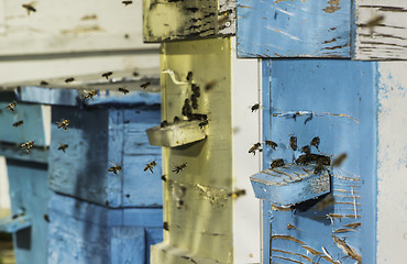 Image showing Swarm of bees fly to beehive