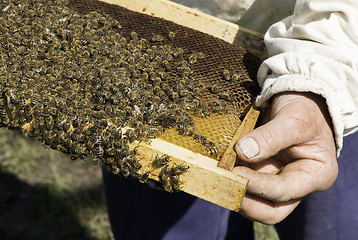 Image showing Close up honeycombs