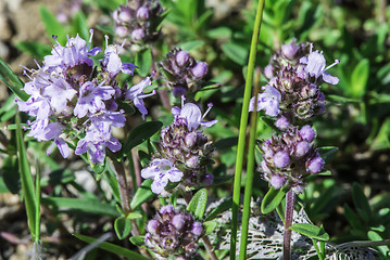 Image showing Flower thyme in the nature