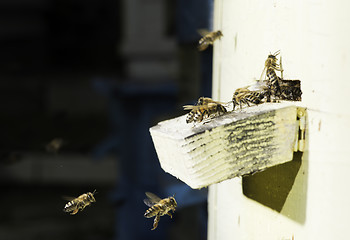 Image showing Bees entering the hive