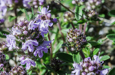 Image showing Flower thyme in the nature