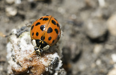 Image showing Ladybug on a leaf
