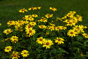 Image showing Sunflowers