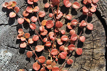 Image showing Red Liane Leaves