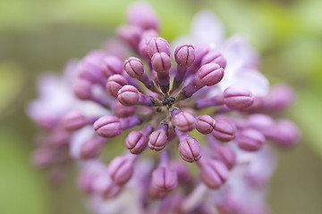 Image showing Macro flower