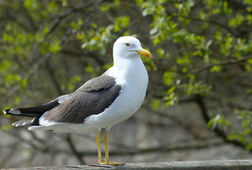 Image showing Lesser Black-backed Gull