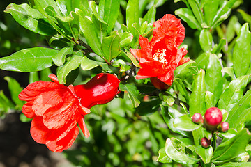 Image showing Vivid red spring pomegranate blossom