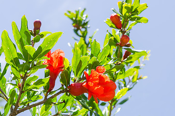 Image showing Branches of summer blossoming pomegranate