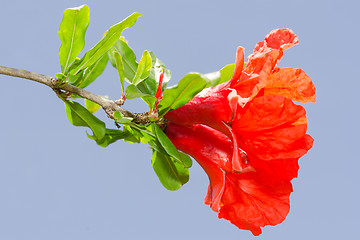 Image showing Pomegranate spring blossom vibrant red flowers