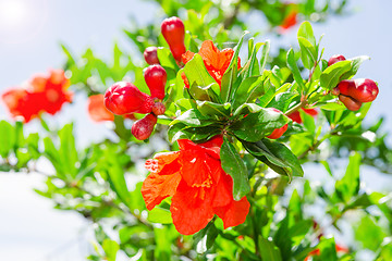 Image showing Bush of vibrant pomegranate spring blossom