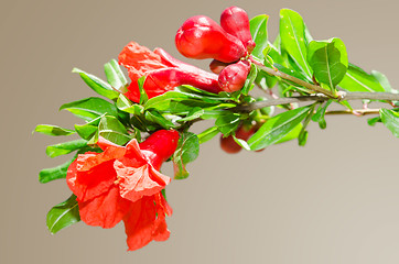Image showing Sunlit branch with spring red pomegranate blossom