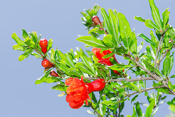 Image showing Branches of spring blossomin pomegranate sunlit red flowers